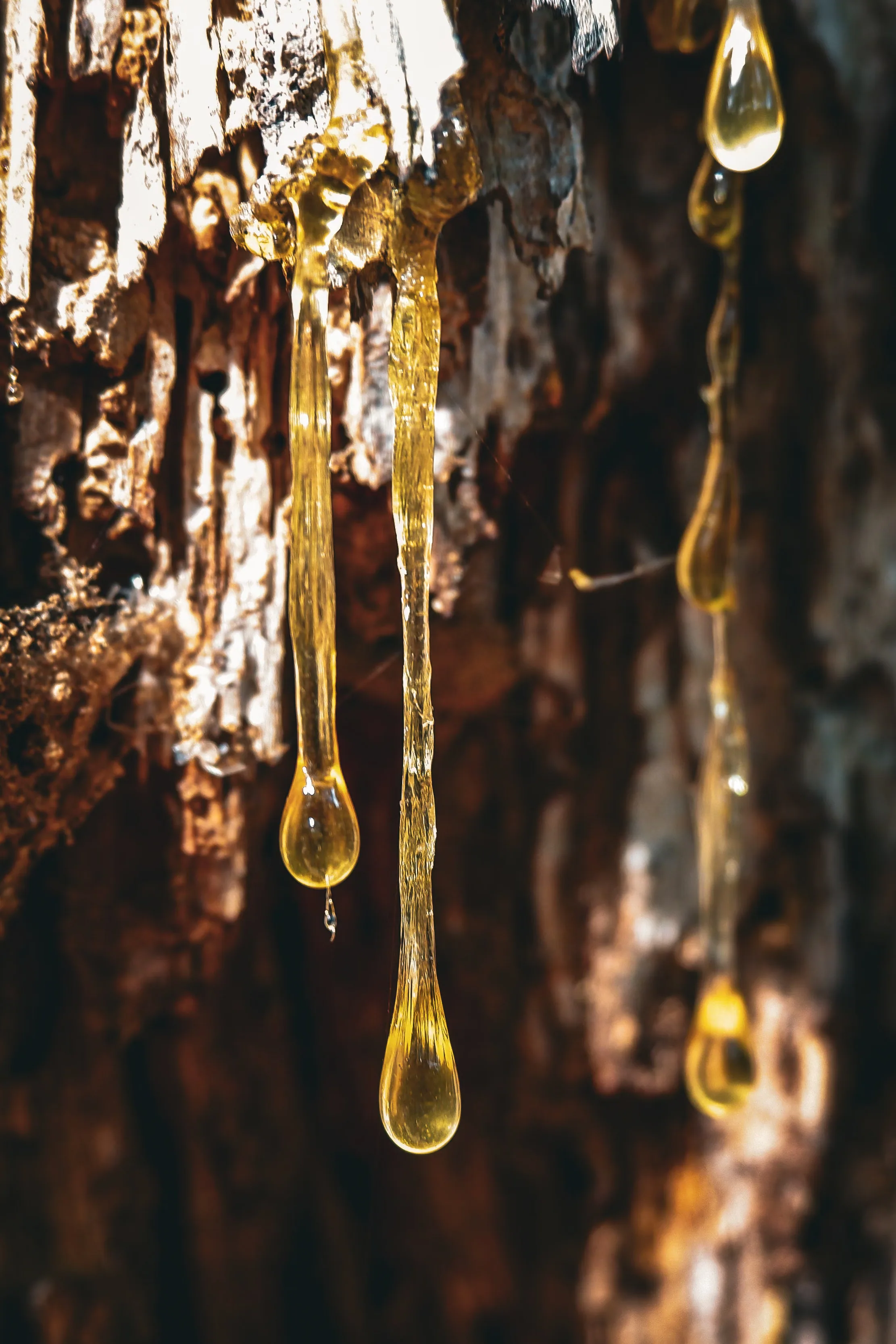 Golden tree sap running in long threads down dark, rough bark, lit so the resin glows against the wood